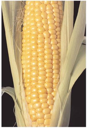 In the early twentieth century, hundreds of thousands of people in the southern United States suffered from pellagra, a serious disease that affects people whose diet does not include enough niacin. Pellagra occurs in cultures that depend on corn as a dietary staple, because the niacin in corn is difficult to digest and is often removed during processing. [Photograph by Ed Bohon. Corbis. Reproduced by permission.]